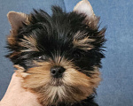 Собаки в Москве: Мальчик йорка Мальчик, 40 000 руб. - фото 5