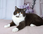 Кошки в Санкт-Петербурге: Британская кошечка с котёнкиной душой - шоколадный биколор Девочка, 7 000 руб. - фото 9