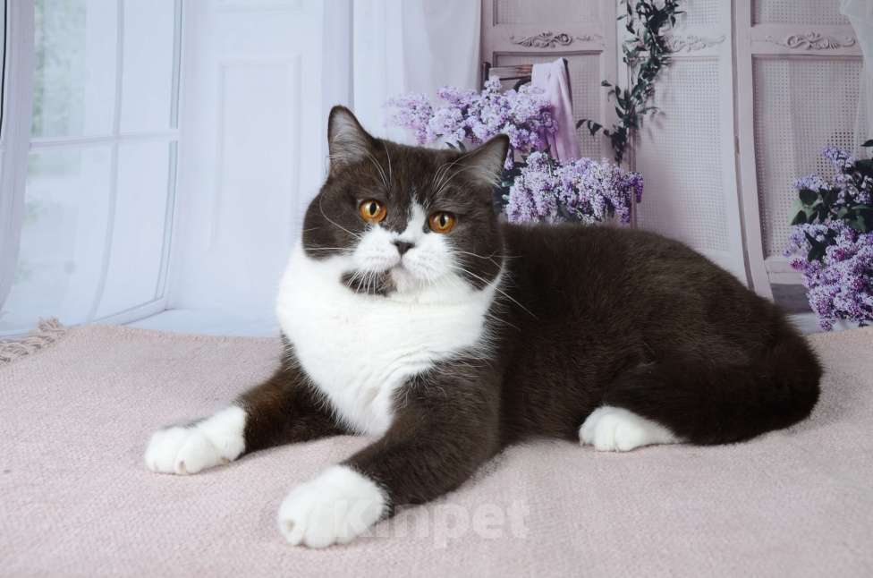 Кошки в Санкт-Петербурге: Британская кошечка с котёнкиной душой - шоколадный биколор Девочка, 6 000 руб. - фото 9