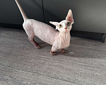 Кошки в Ростове-на-Дону: Бамбино котёнок Мальчик, Бесплатно - фото 2
