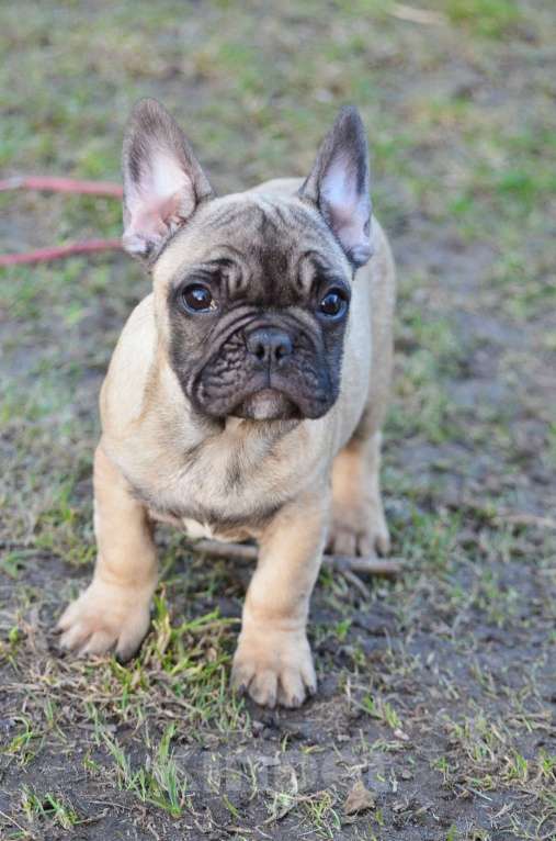 Собаки в Старом Купавне: Дружочек Мальчик, 40 000 руб. - фото 6