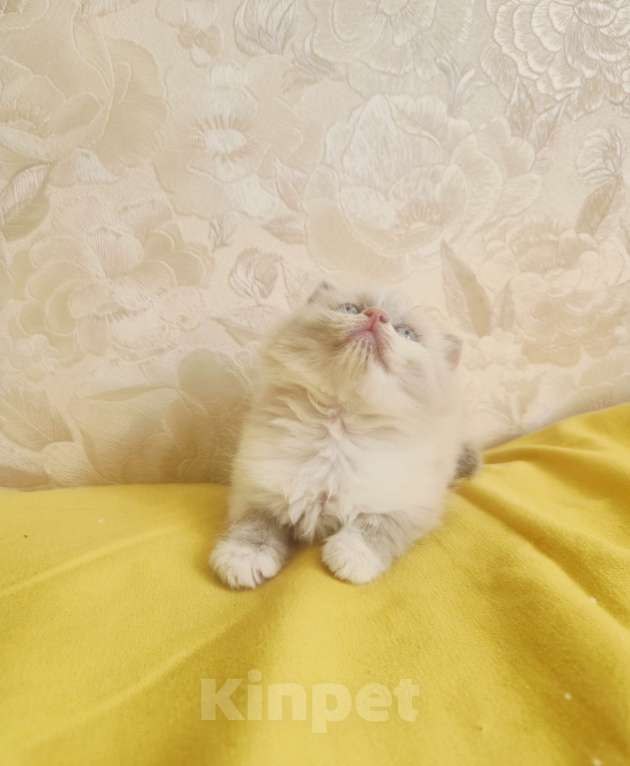 Кошки в Москве: Чудесная Малышка Девочка, 65 000 руб. - фото 1