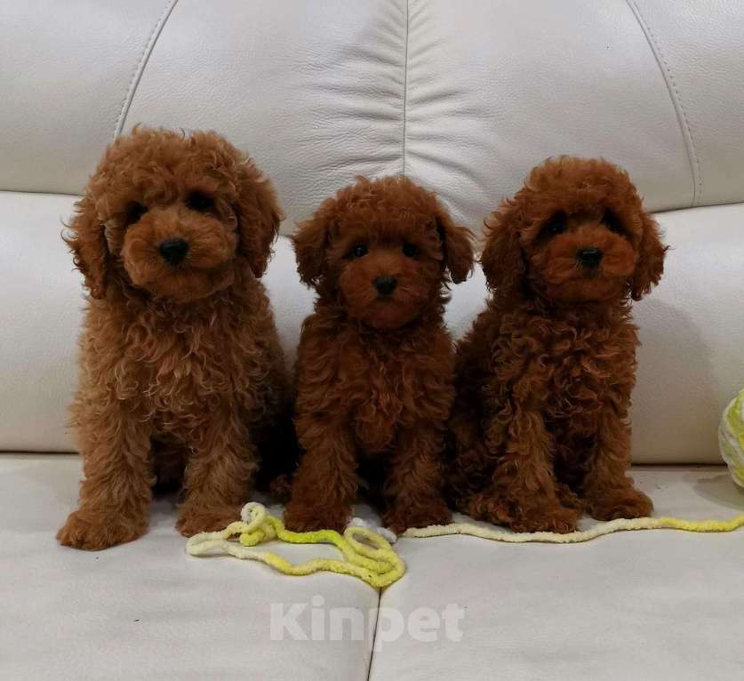 Собаки в Москве: Той пудель мальчик от китайского тедди Мальчик, 80 000 руб. - фото 2