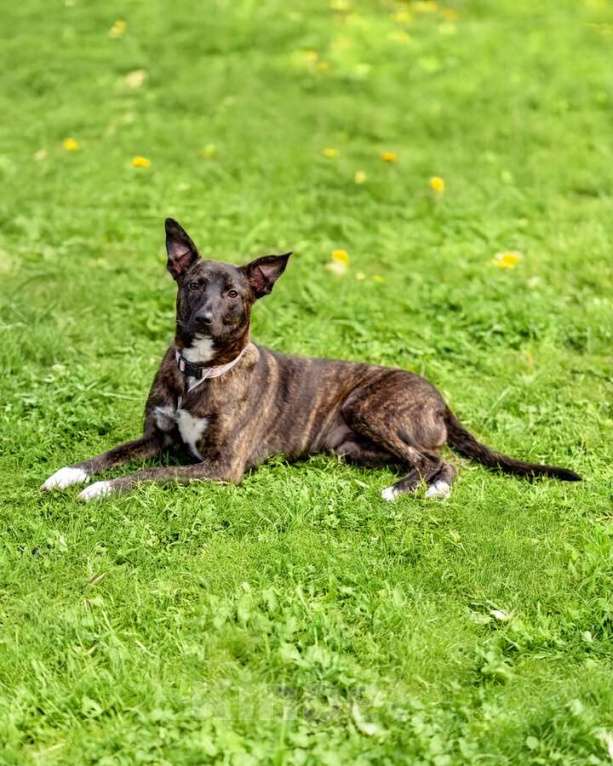 Собаки в Москве: Дора, девочка, 7 мес. ищет дом. Девочка, Бесплатно - фото 4