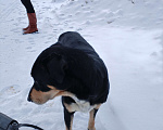 Собаки в Сергиеве Посаде: Найдена собака  Мальчик, 10 руб. - фото 1