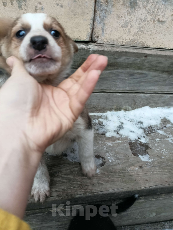 Собаки в других городах Свердловской области: Щенки ищут хозяев  Мальчик, Бесплатно - фото 4