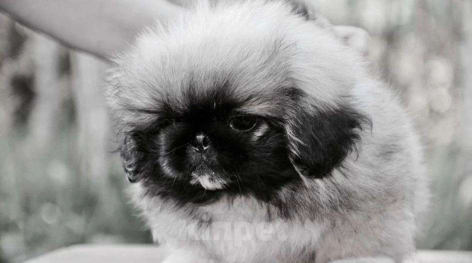 Собаки в Самаре: Пекинес Мальчик, Бесплатно - фото 3