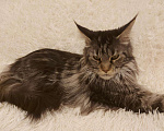 Кошки в Ардоне: Мейн- кун, 5 000 руб. - фото 4