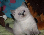 Кошки в Лянторе: Продам, 15 000 руб. - фото 1