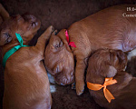 Собаки в Москве: Щенки ирландского сеттера от выездной вязки в Бельгии, 70 000 руб. - фото 7