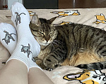 Кошки в Краснодаре: Отдам в добрые руки Девочка, Бесплатно - фото 1