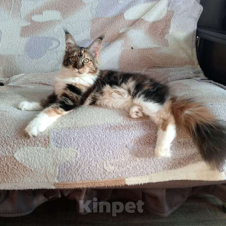 Кошки в Москве: Продаётся шикарная девочка Мейн-кун Девочка, 150 000 руб. - фото 3