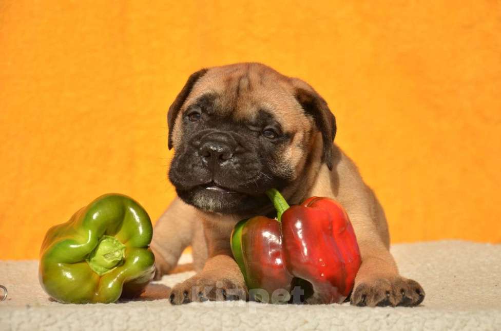 Собаки в Тобольске: Щенки бульмастифа Девочка, Бесплатно - фото 8