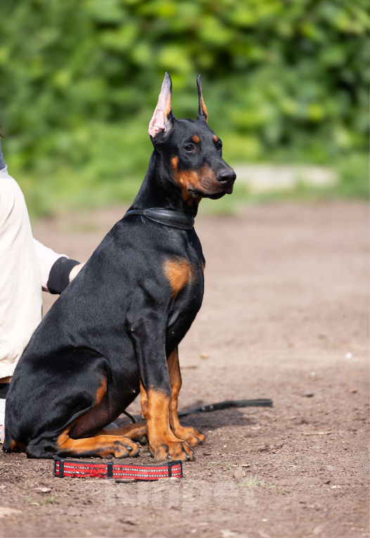 Собаки в Клине: Сука, вишневая лента  Девочка, 150 000 руб. - фото 5