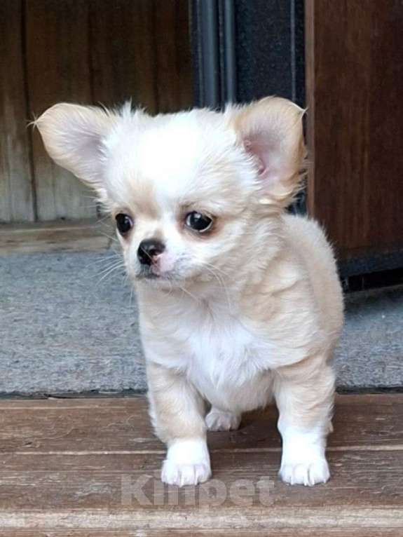 Собаки в других городах Калужской области: Кремовая девочка Девочка, 70 000 руб. - фото 6