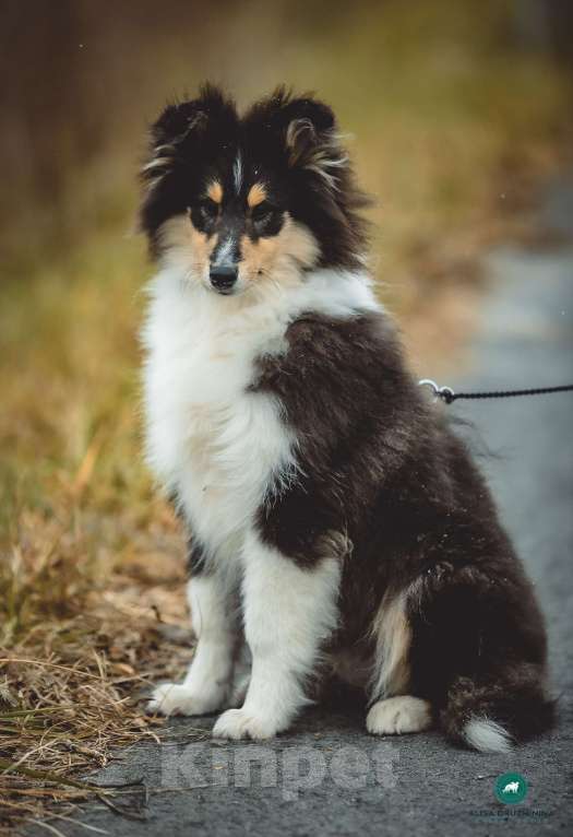 Собаки в других городах Свердловской области: Колли Вассаби, нежная девочка Девочка, 60 000 руб. - фото 2