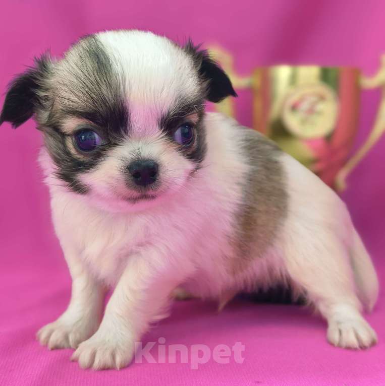 Собаки в Москве: Мальчик чихуахуа длинношёрстный Мальчик, 35 000 руб. - фото 2