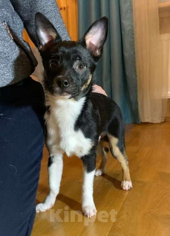 Собаки в Москве: Малыш Куки Мальчик, Бесплатно - фото 1