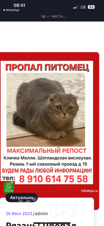 Кошки в Рязани: Пропала кошка Девочка, Бесплатно - фото 2