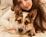 Собаки в Москве: Дольче в поисках дома Девочка, Бесплатно - фото 3