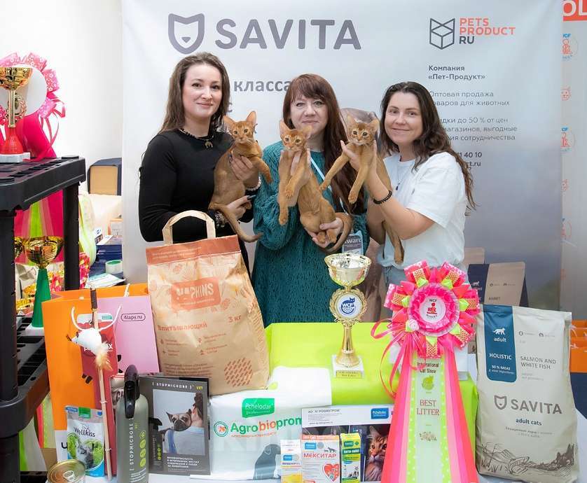 Кошки в Москве: Яркий ласковый абиссинский котик соррель Мальчик, 155 000 руб. - фото 2