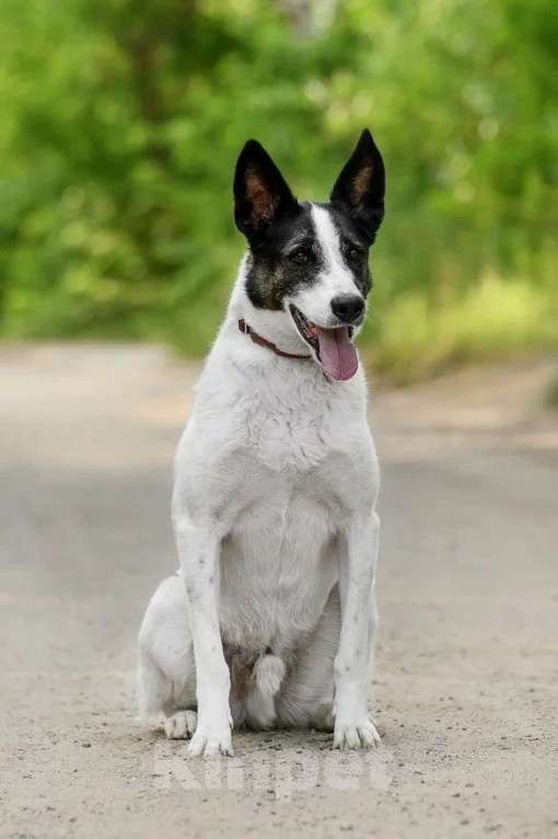 Собаки в Ярославле: Рорик ждет Вас вприюте! Мальчик, Бесплатно - фото 3