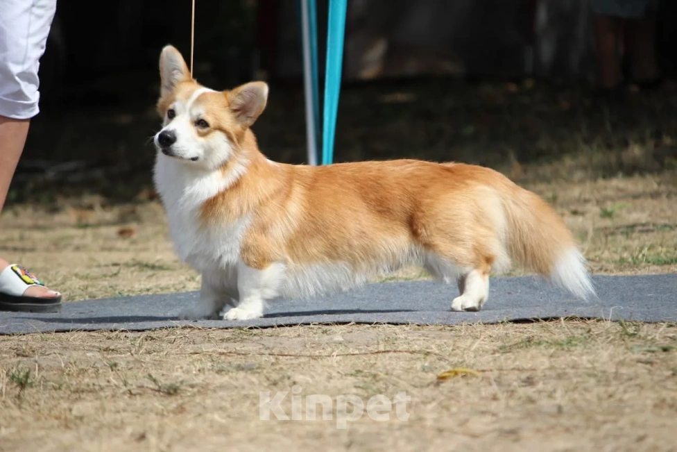 Собаки в Краснодаре: Щенок Вельщ-Корги Пемброк Девочка, 50 000 руб. - фото 6