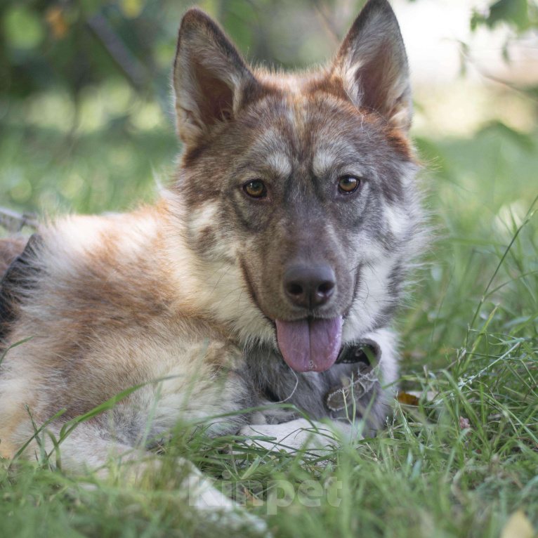 Собаки в Москве: Иса Девочка, Бесплатно - фото 2