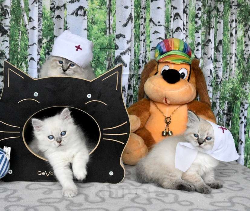 Кошки в Москве: Невские маскарадные котята Мальчик, Бесплатно - фото 1