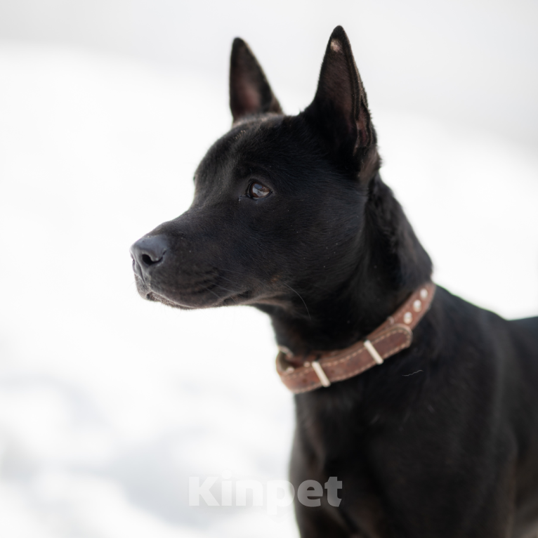 Собаки в Москве: Мэтью Мальчик, Бесплатно - фото 2