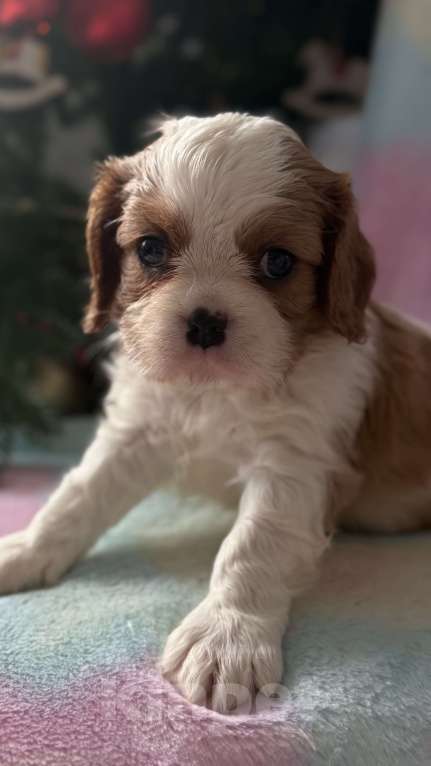 Собаки в Москве: Кавалер Кинг Чарльз спаниель девочка Мальчик, 60 000 руб. - фото 4