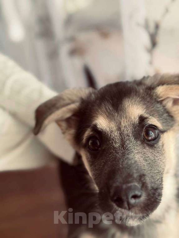 Собаки в Иркутске: Малышка в добрые руки Девочка, Бесплатно - фото 1