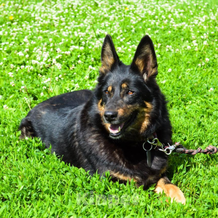 Собаки в Москве: Грета Девочка, Бесплатно - фото 4