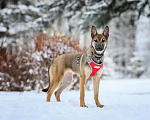 Собаки в Москве: Трепетная Мия ждет свою семью Девочка, Бесплатно - фото 3