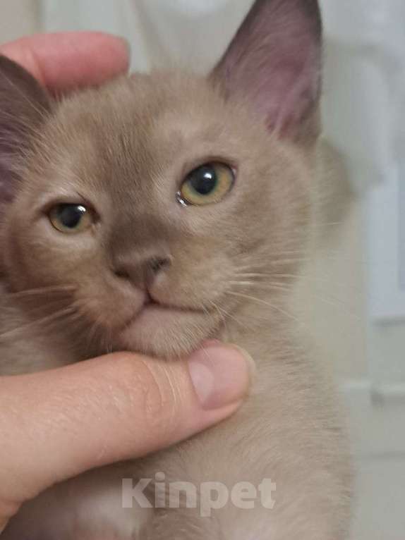 Кошки в Ставрополе: Бурманский котенок Мальчик, 50 000 руб. - фото 4