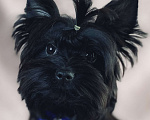 Собаки в Москве: Черный йорк щенки Мальчик, Бесплатно - фото 1