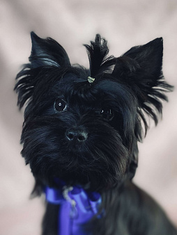 Объявление: Черный йорк щенки, Бесплатно, Москва