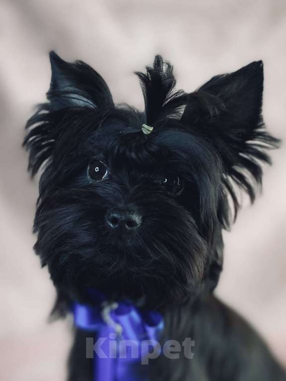 Собаки в Москве: Черный йорк щенки Мальчик, Бесплатно - фото 1