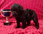 Собаки в Москве: Пудель миниатюрный черный мальчик Мальчик, 100 000 руб. - фото 4