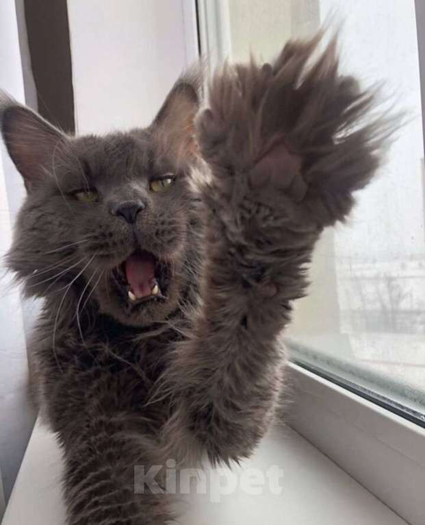 Кошки в Самаре: Племенной кот Мальчик, Бесплатно - фото 3