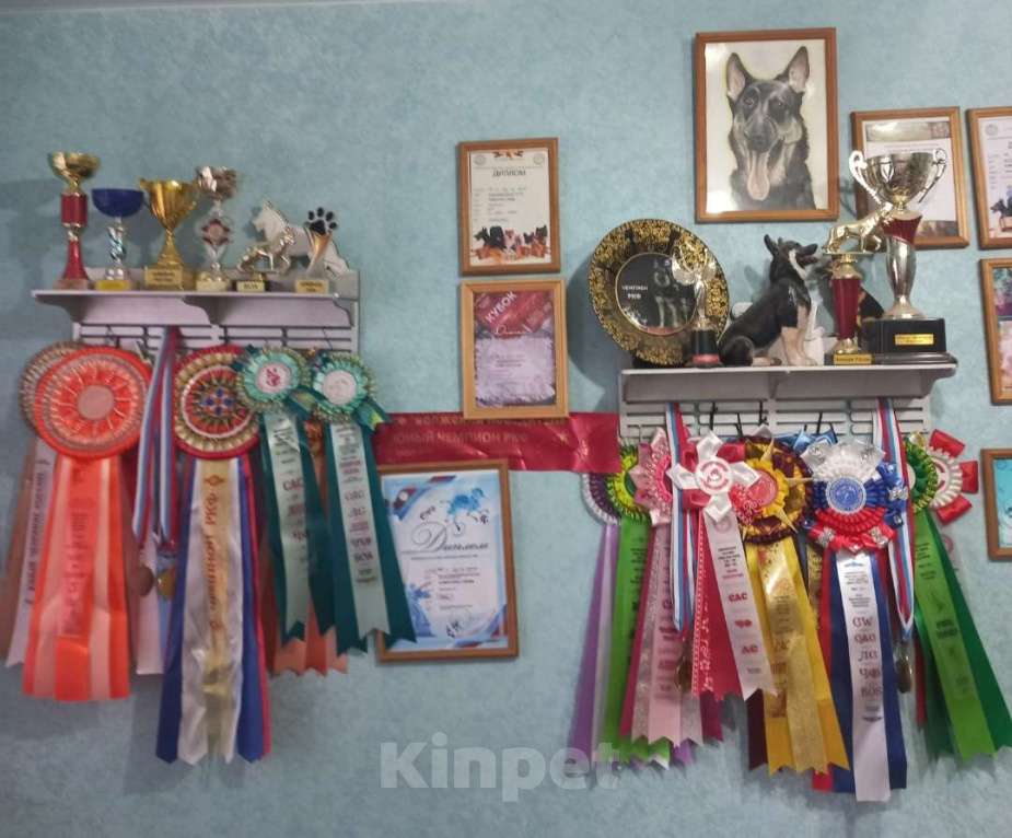 Собаки в Волжском: Щенок ВЕО Девочка, 35 000 руб. - фото 2