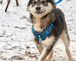 Собаки в Москве: Маленький ласковый пёсик Фуфик ищет дом Мальчик, 1 руб. - фото 3
