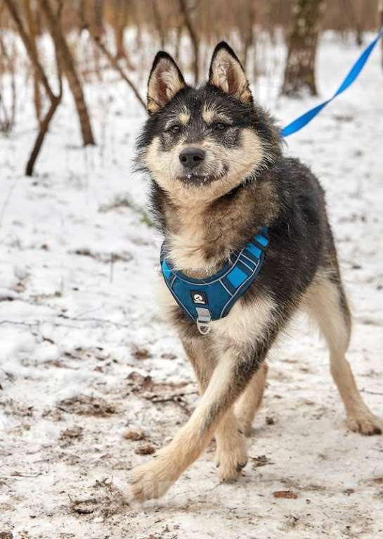 Собаки в Москве: Маленький ласковый пёсик Фуфик ищет дом Мальчик, 1 руб. - фото 3