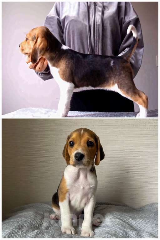 Собаки в других городах Московской области: Эстонская гончая - ЩЕНКИ Девочка, Бесплатно - фото 4