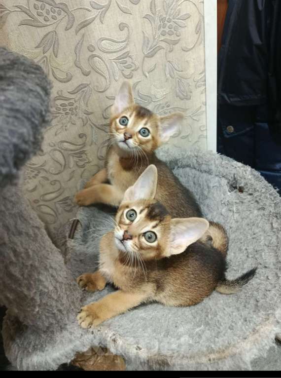 Кошки в Верхнем Пышме: Абиссинские котятки Девочка, 17 000 руб. - фото 1