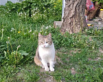 Кошки в Калуге: Кошка Девочка, Бесплатно - фото 1