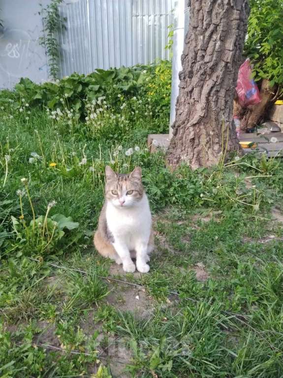 Кошки в Калуге: Кошка Девочка, Бесплатно - фото 1