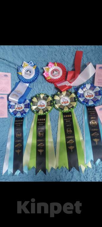 Кошки в Владивостоке: Шотландская золотая шиншилла Девочка, Бесплатно - фото 6