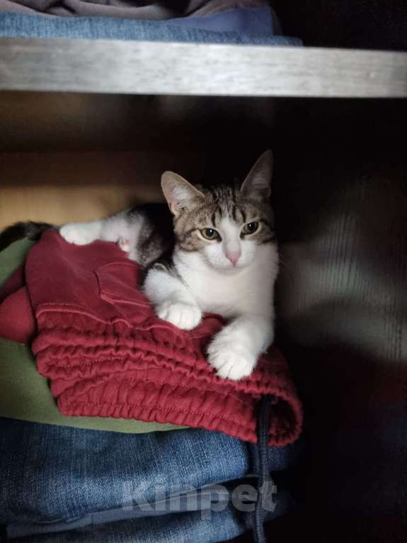 Кошки в Москве: Отдадим котенка в добрые и заботливые руки Мальчик, Бесплатно - фото 1