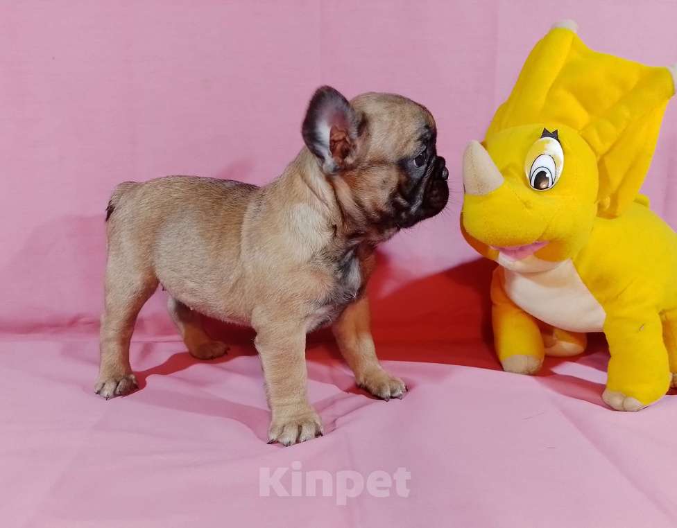 Собаки в Самаре: Девочки и мальчики французики Мальчик, 25 000 руб. - фото 6